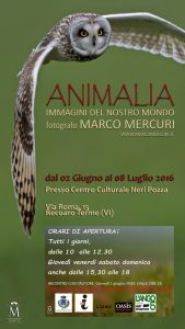 animalia 2